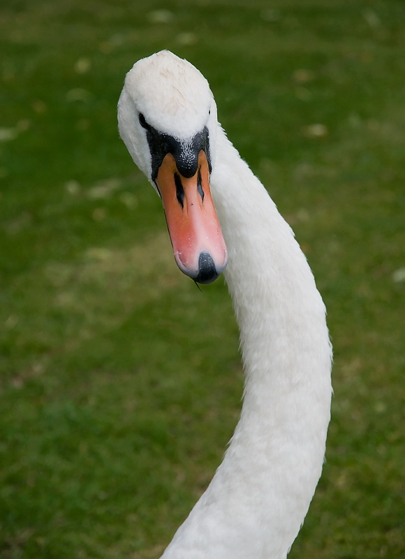 Tiere Mosel 07-2012D35_8875 als Smart-Objekt-1 Kopie.jpg - Weil ich dem Schwan mit meiner Kamera zu nah auf die Pelle gerückt bin, wollte er  mit mir Streit anfangen. Habe noch schnell das Bild gemacht und dann den Rückzug angetreten, denn Schwäne können ziemlich unangenehm werden